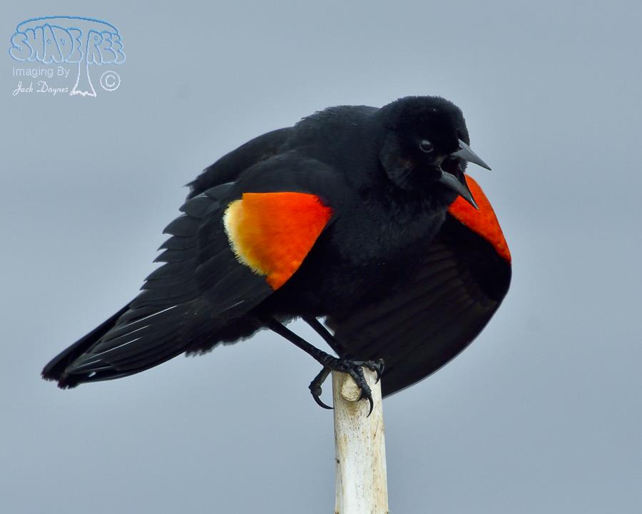 Red-Winged Blackbird - Agelaius phoeniceus