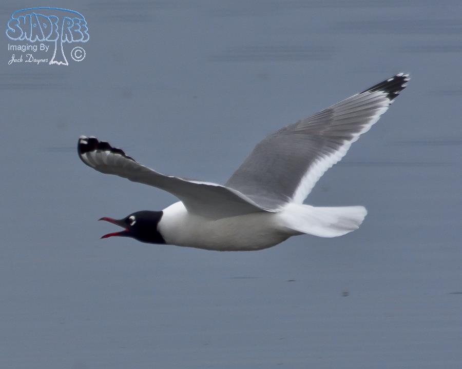 Franklin's Gull - Leucophaeus pipixcan