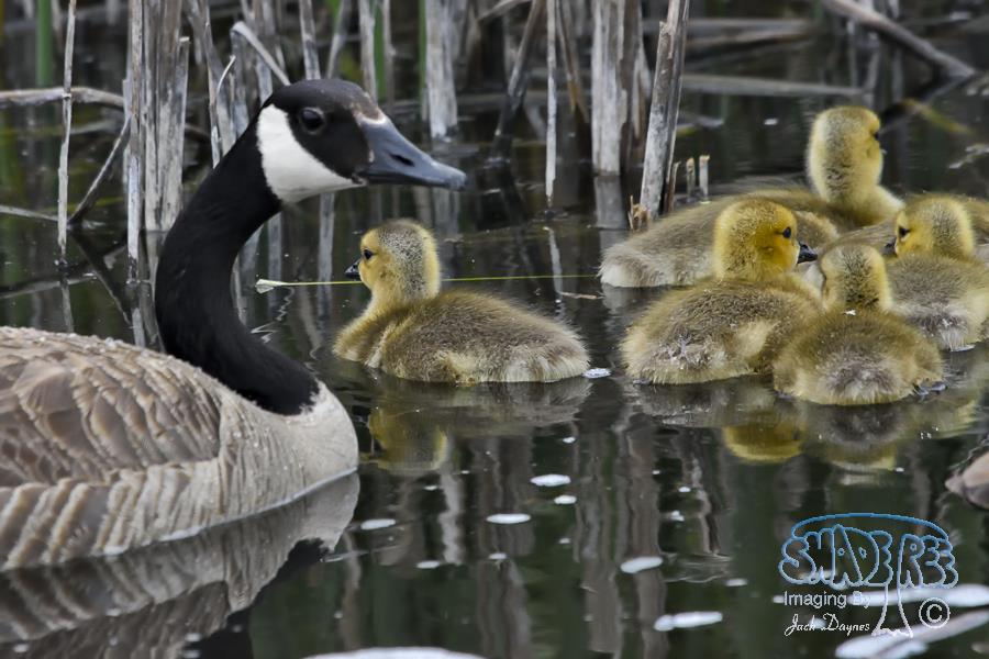 Canada Goose - Branta canadensis