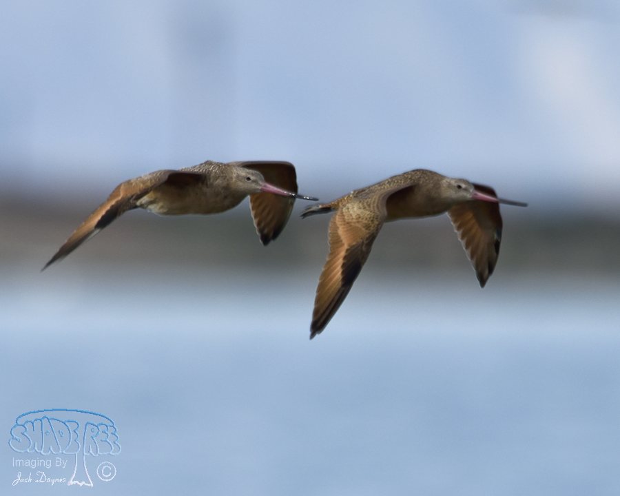 Marbled Godwit - Limosa fedoa