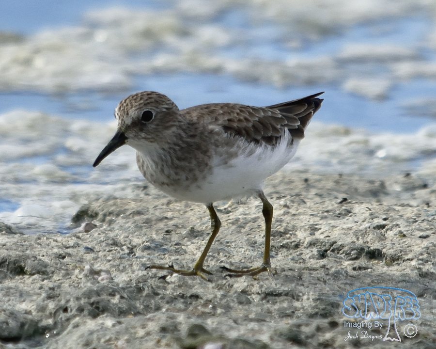 Least Sandpiper - Calidris minutilla