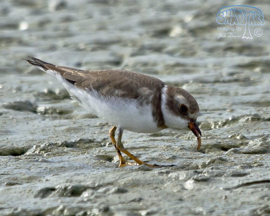 Semipalmated Plover - Charadrius semipalmatus