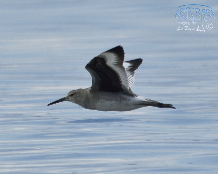 Willet - Catoptrophorus semipalmatus