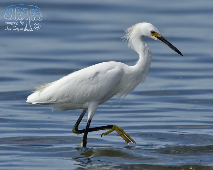 Snowy Egret - Egretta thula