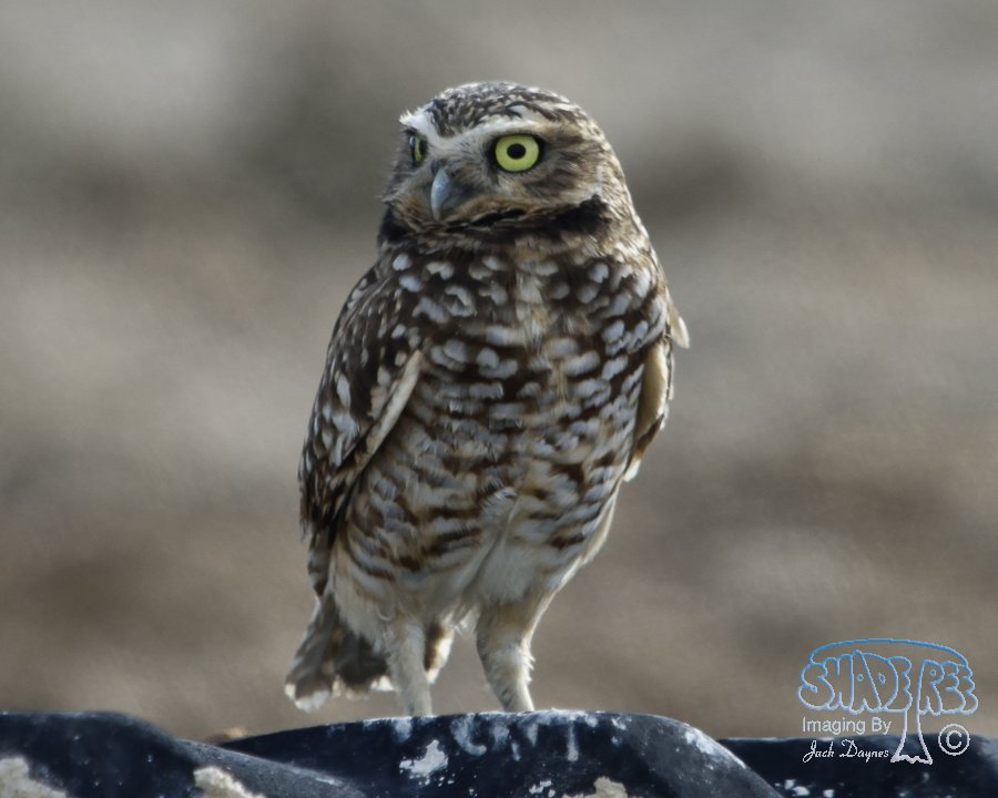 Burrowing Owl - Athene cunicularia