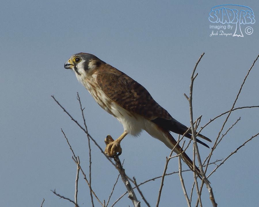 American Kestrel - Falco sparverius