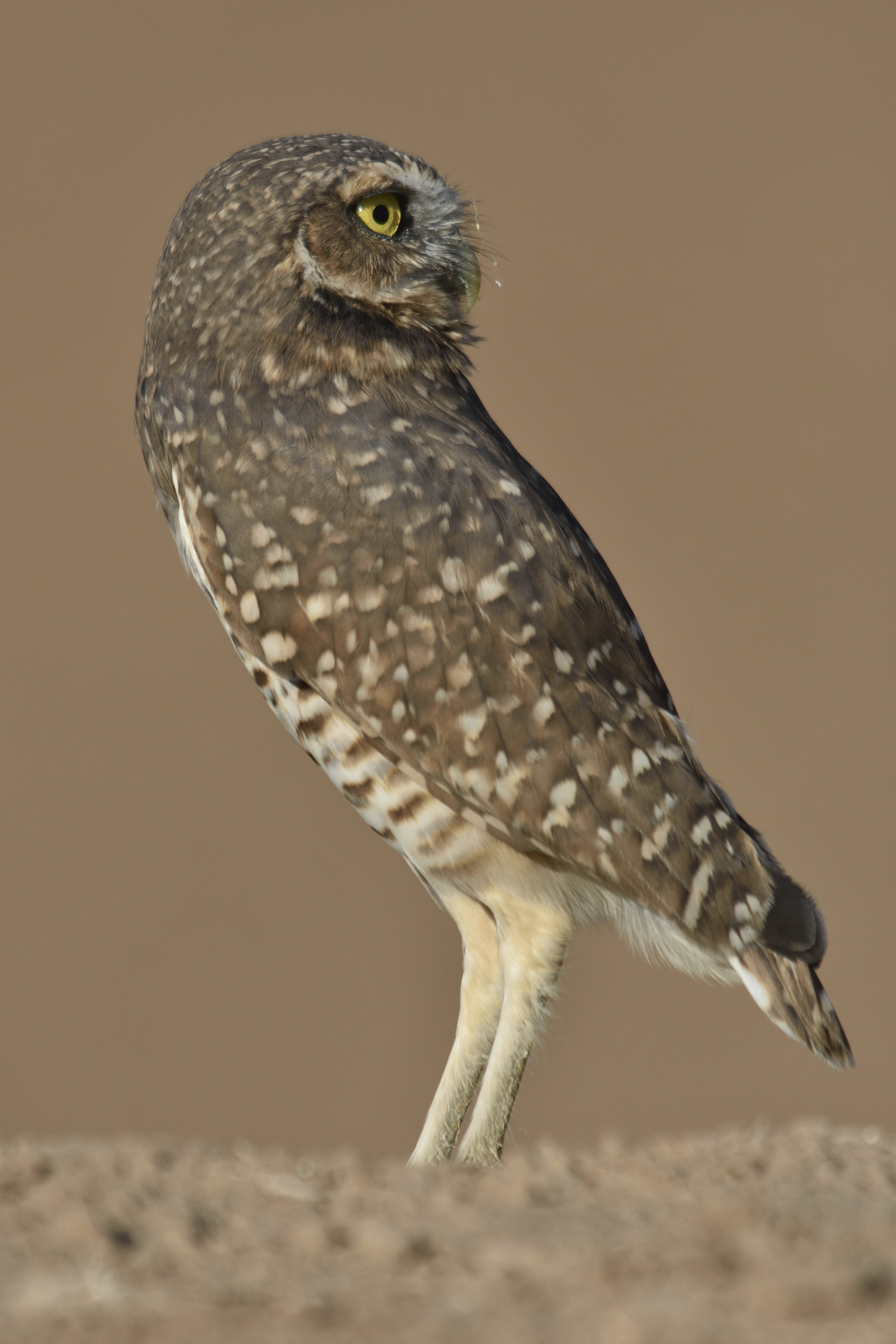 Burrowing Owl - Athene cunicularia