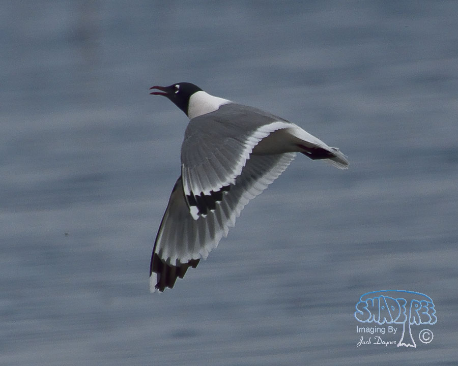 Franklin's Gull - Leucophaeus pipixcan
