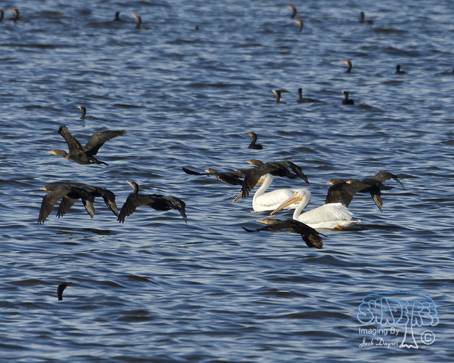 Double-Crested Cormorant - Phalacrocorax auritus