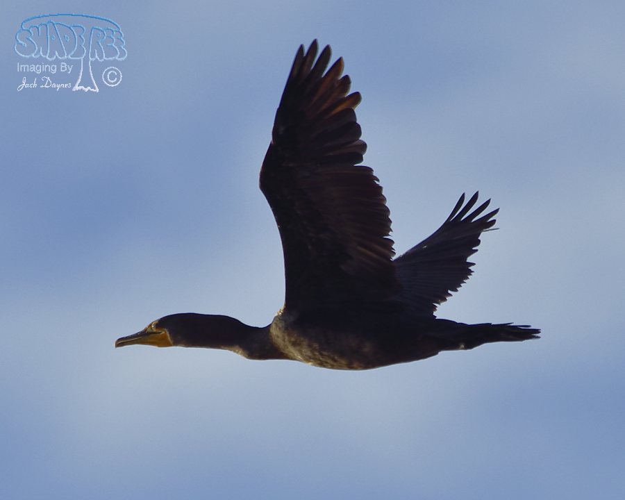 Double-Crested Cormorant - Phalacrocorax auritus