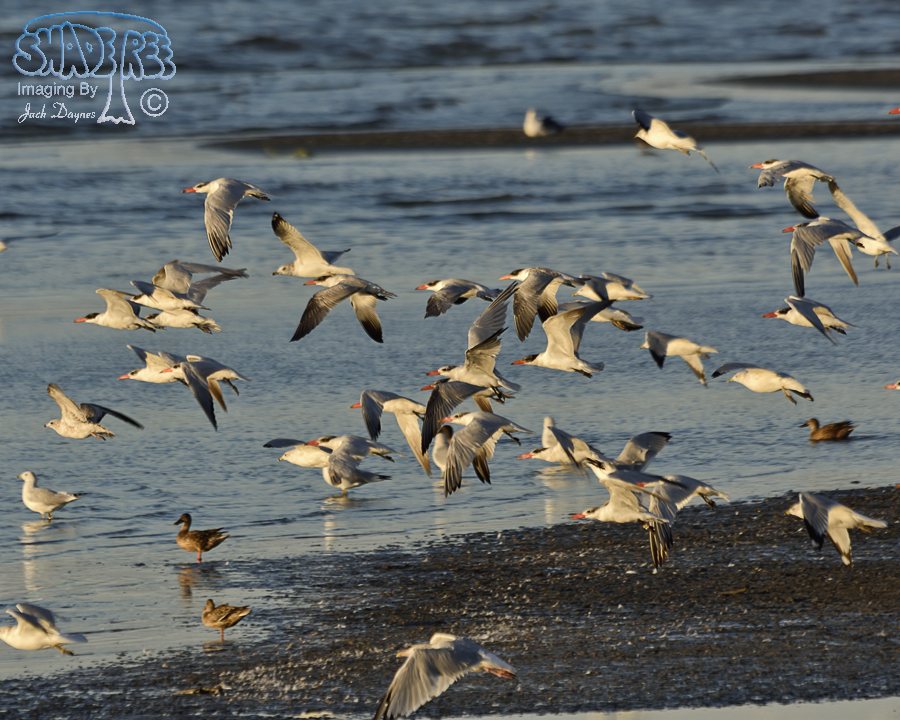 Caspian Tern - Hydroprogne caspia