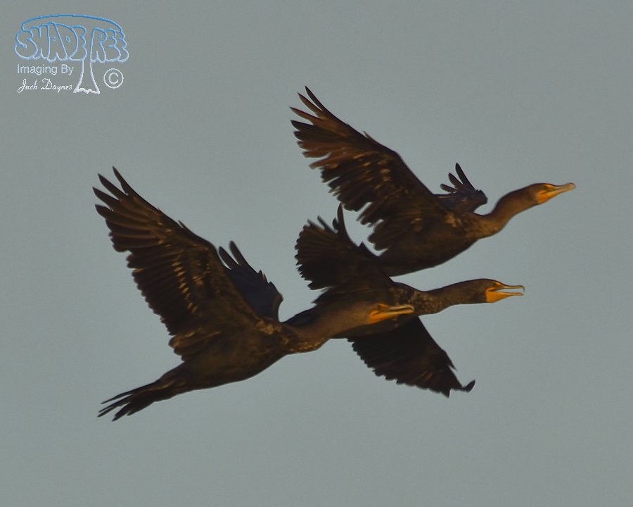 Double-Crested Cormorant - Phalacrocorax auritus