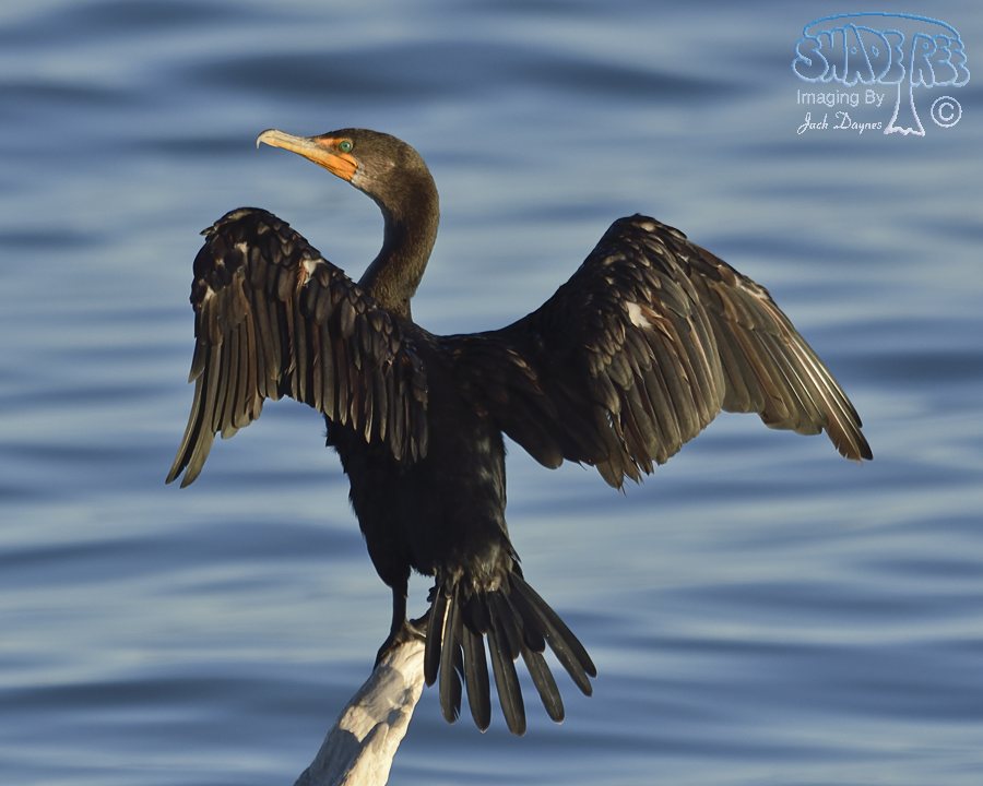 Double-Crested Cormorant - Phalacrocorax auritus