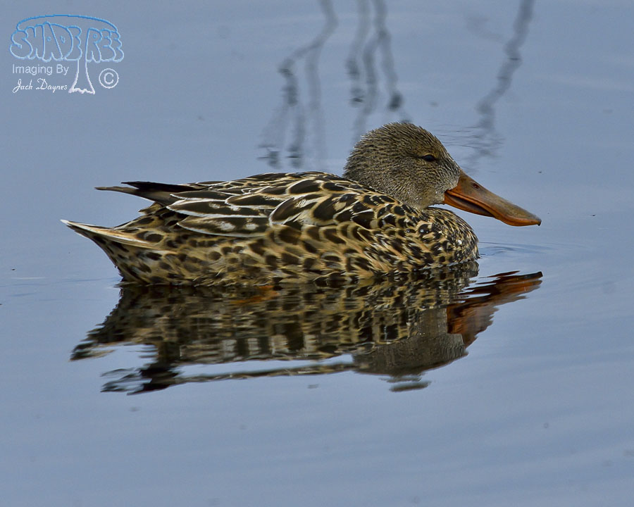 Northern Shoveler - Anas clypeata
