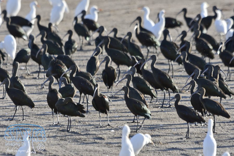 White-Faced Ibis - Plegadis chihi