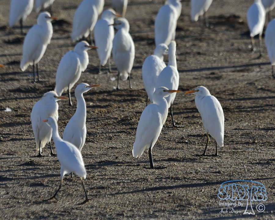 Cattle Egret - Bubulcus ibis