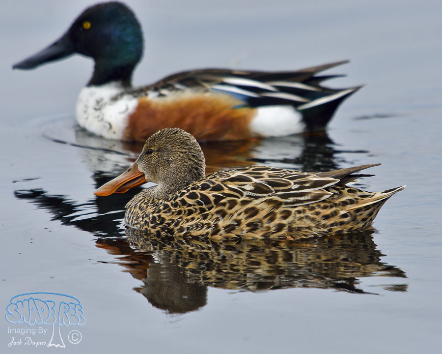 Northern Shoveler - Anas clypeata