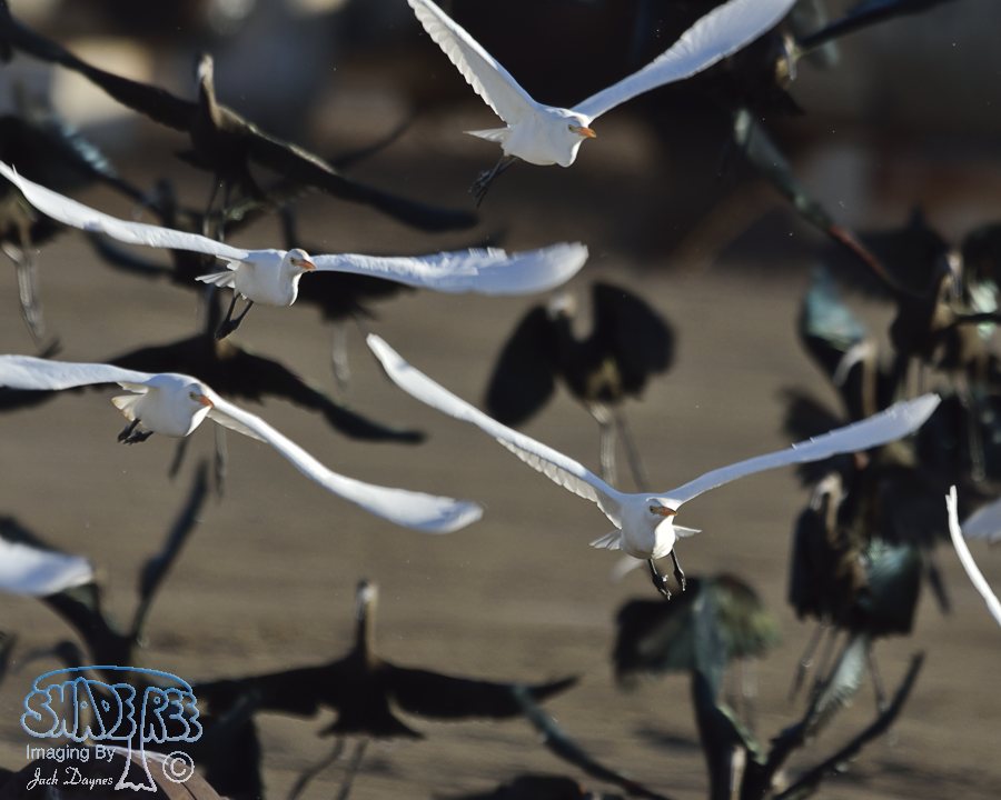 Cattle Egret - Bubulcus ibis