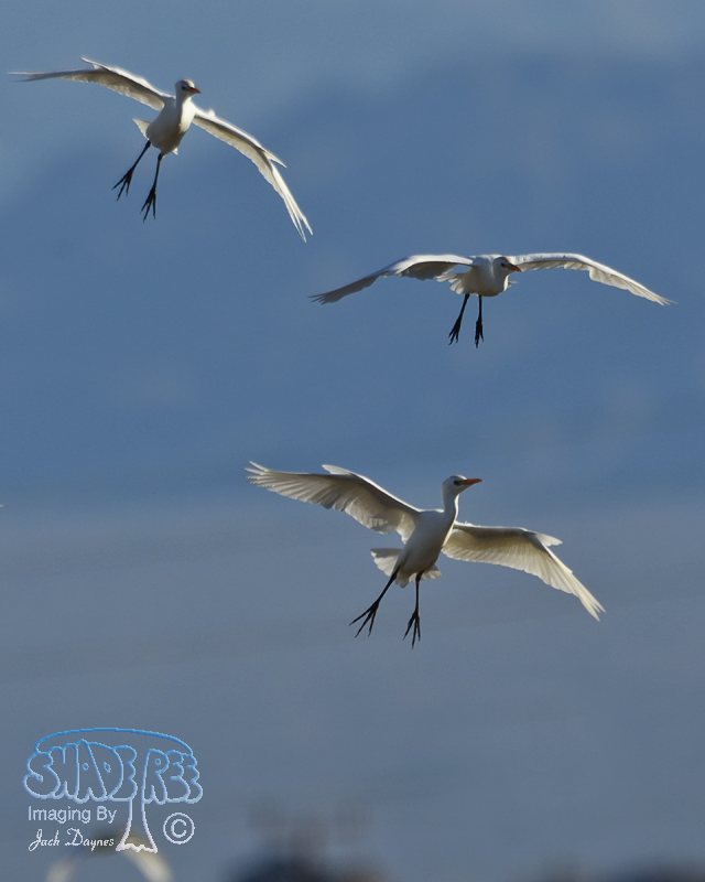 Cattle Egret - Bubulcus ibis
