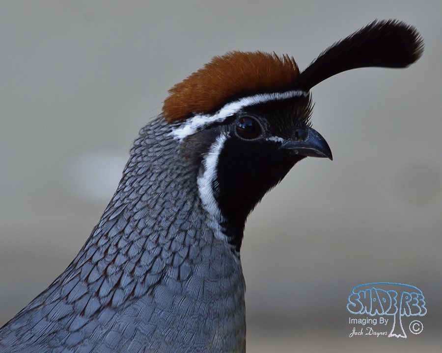 Gambel's Quail - Callipepla gambelii