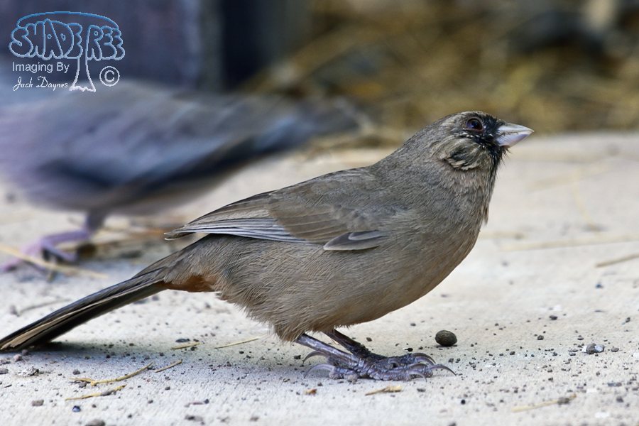 Abert's Towhee - Melozone aberti