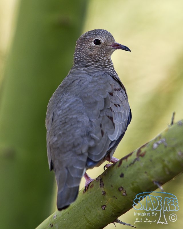 Common Ground-Dove - Columbina passerina