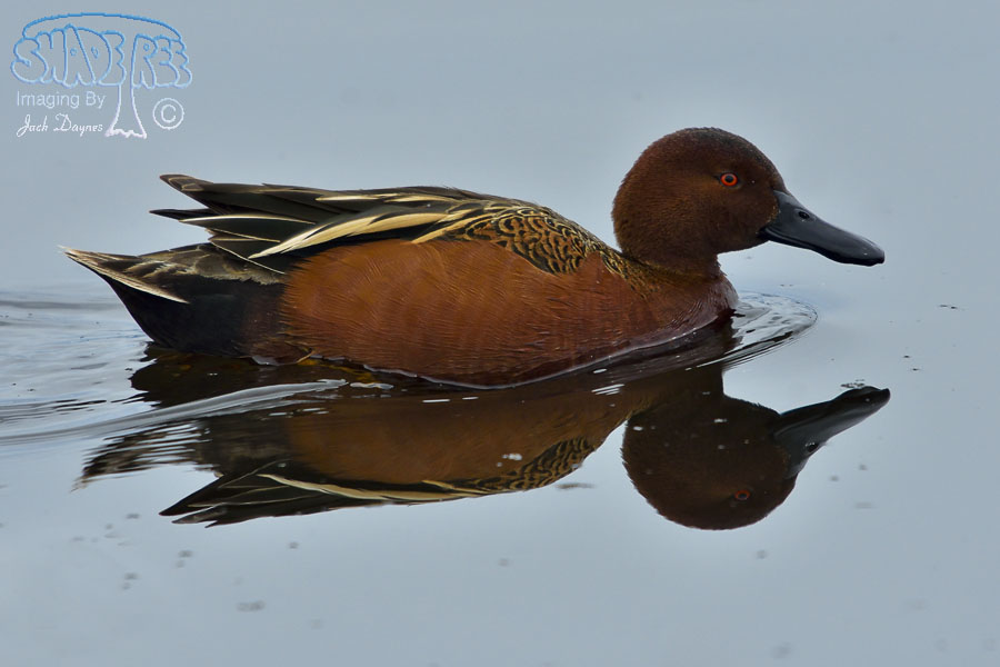 Cinnamon Teal - Anas cyanoptera