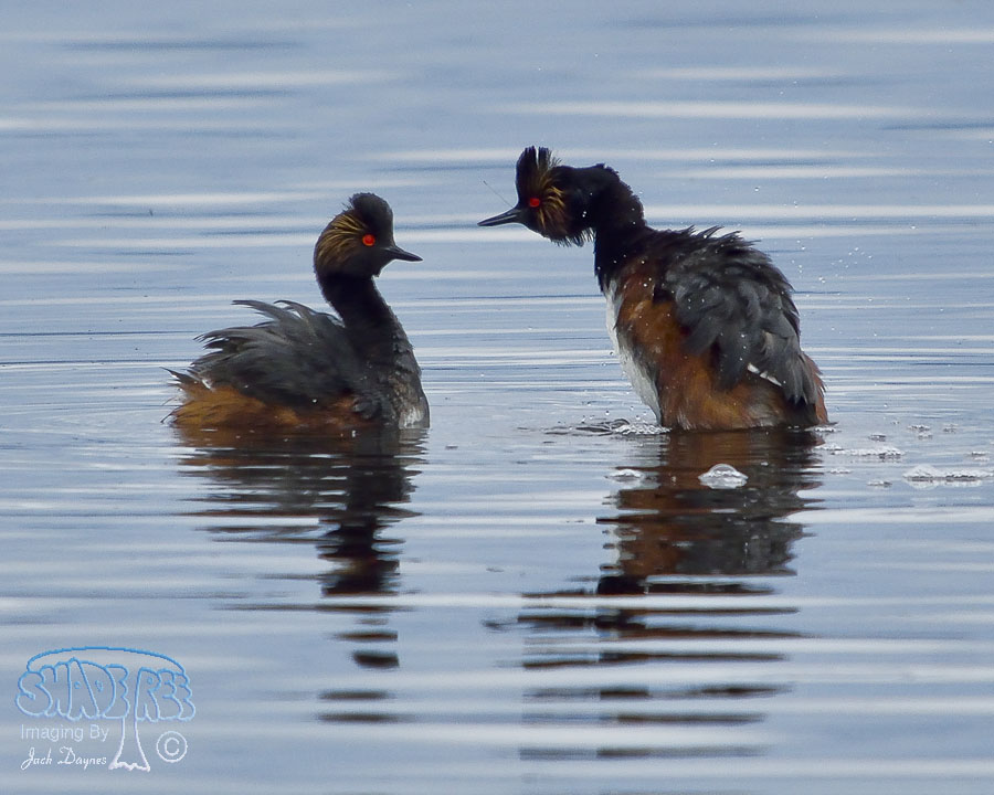 Eared Grebe - Podiceps nigricollis