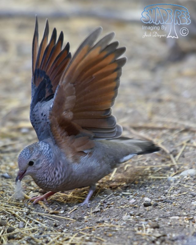 Common Ground-Dove - Columbina passerina