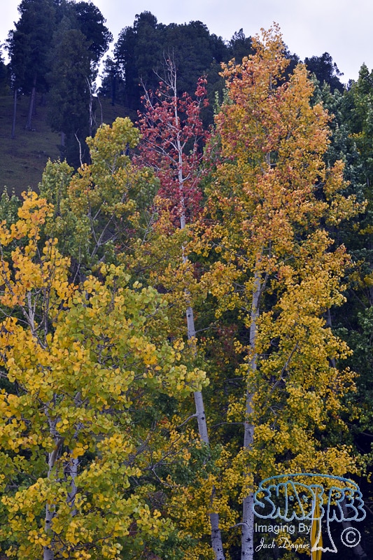 Fall Scenery on Mount Lemmon - n/a