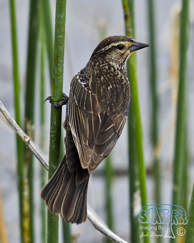 Red-Winged Blackbird - Agelaius phoeniceus