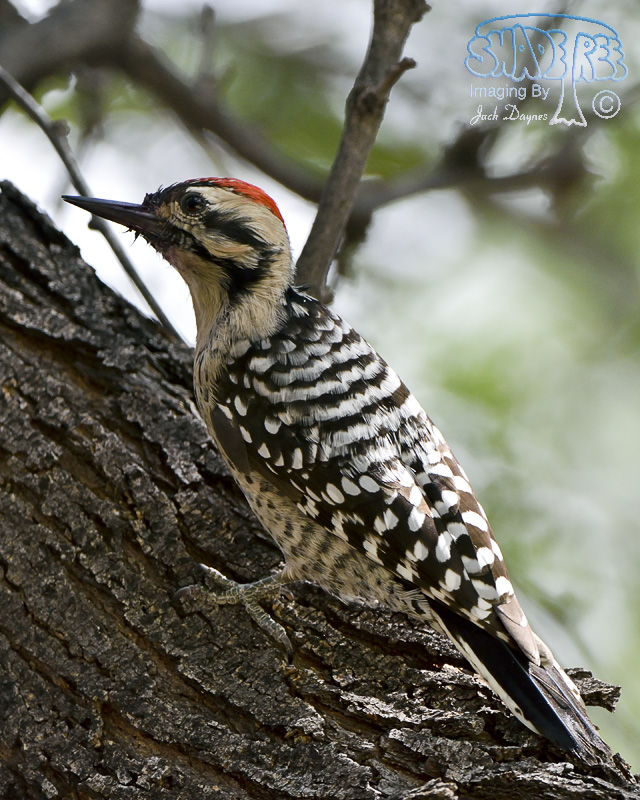 Ladder-Backed Woodpecker - Phasianus colchicus