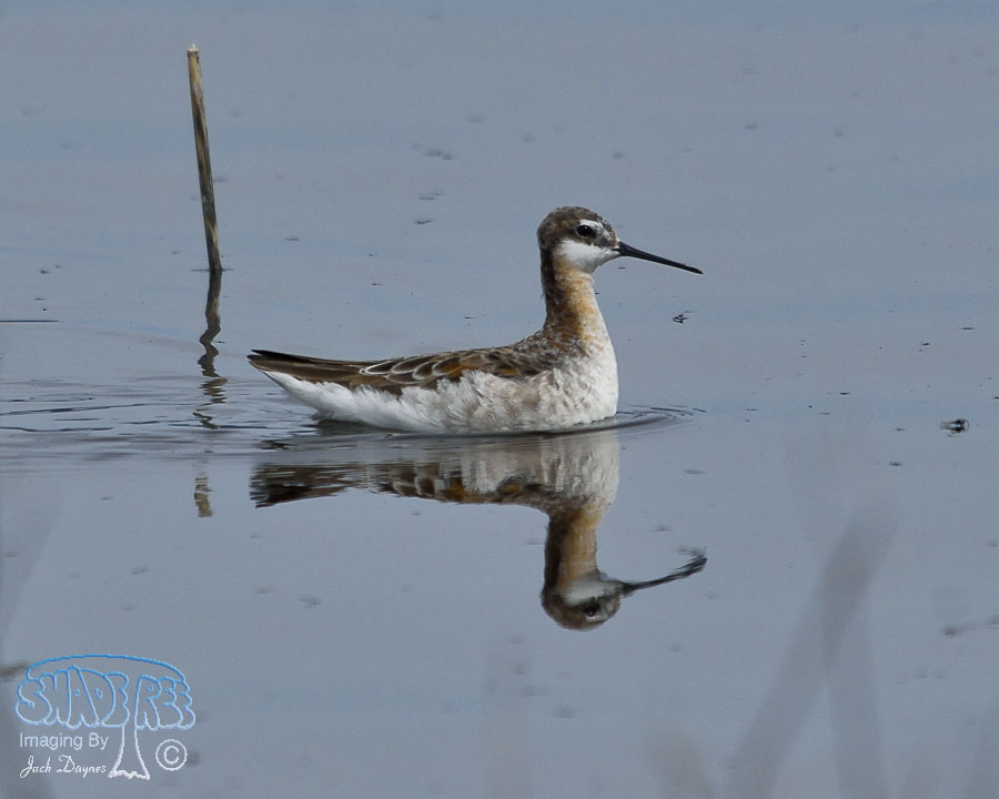Wilson's Phalarope - Phalaropus tricolor