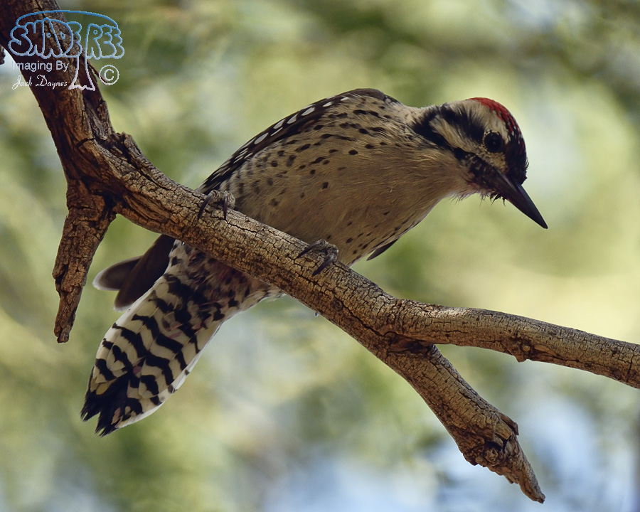 Ladder-Backed Woodpecker - Phasianus colchicus