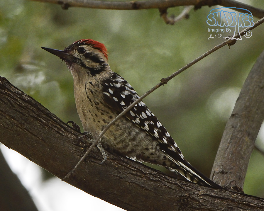 Ladder-Backed Woodpecker - Phasianus colchicus