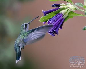 2015-10-22 “Common” Tucson Birds