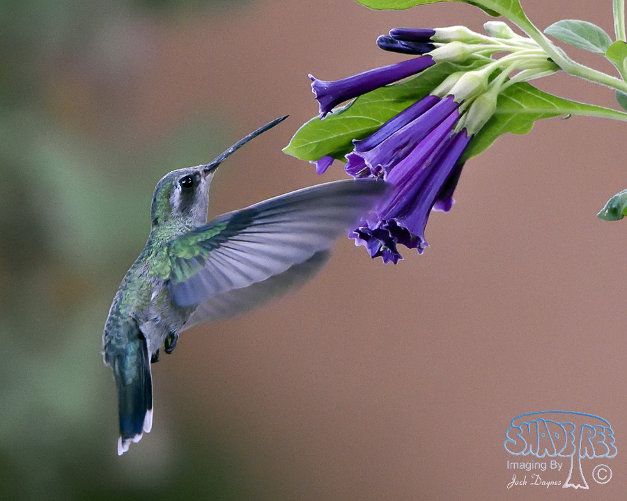 Broad-Billed Hummingbird - Cynanthus latirostris