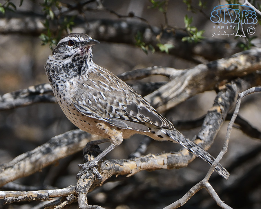 Cactus Wren - Campylorhynchus brunneicapillus