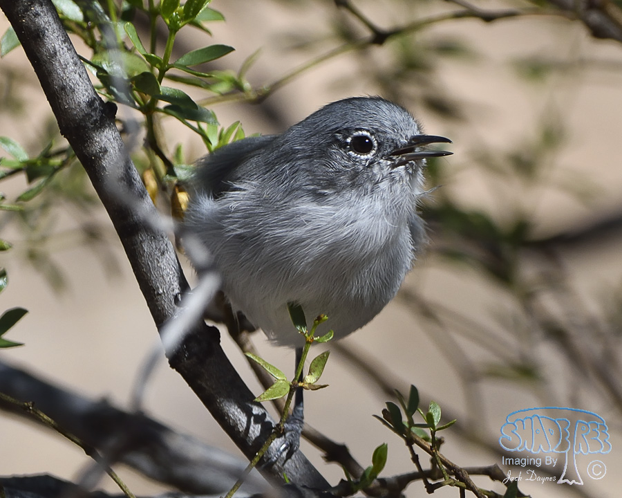 Black-Tailed Gnatcatcher - Polioptila melanura
