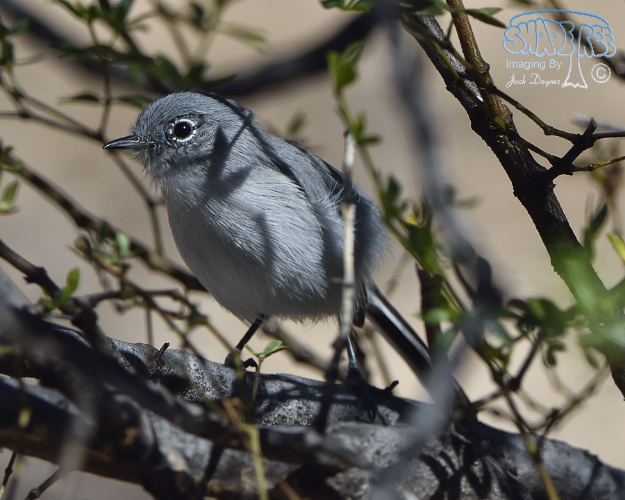 Black-Tailed Gnatcatcher - Polioptila melanura