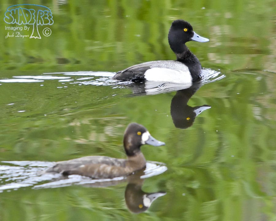 Lesser Scaup - Aythya affinis