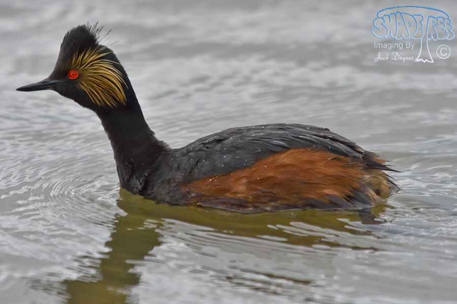 Eared Grebe - Podiceps nigricollis