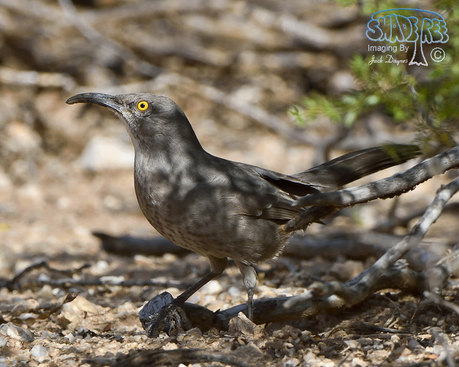 Curve-Billed Thrasher - Toxostoma curvirostre