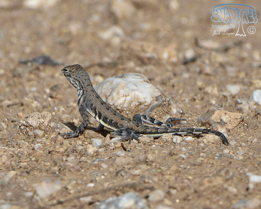 Earless Lizard - Holbrookia maculata
