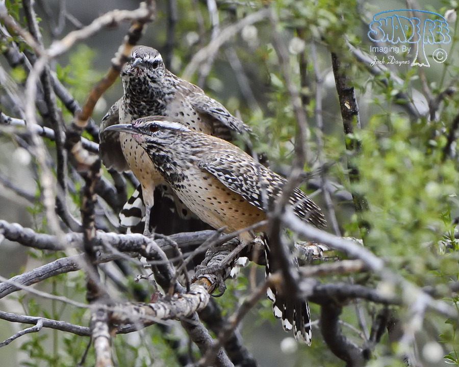 Cactus Wren - Campylorhynchus brunneicapillus