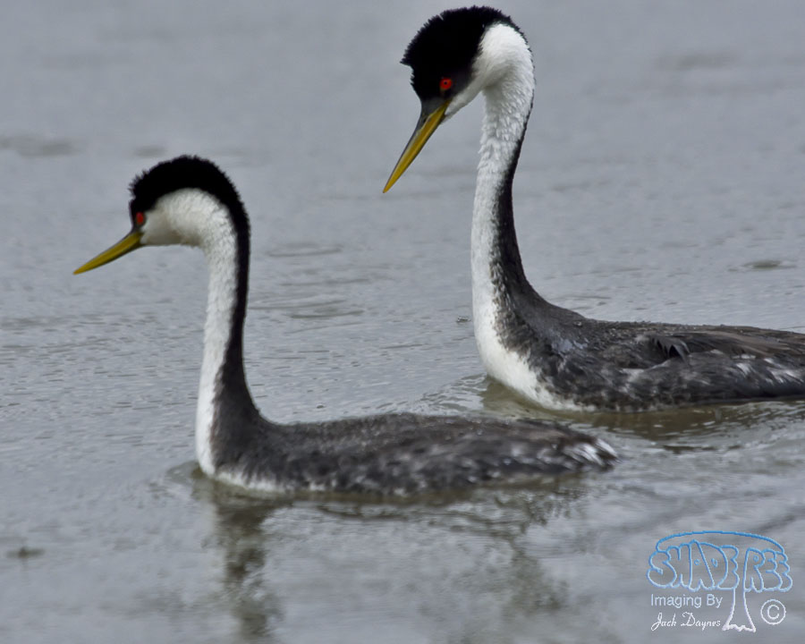 Western Grebe - Aechmophorus occidentalis