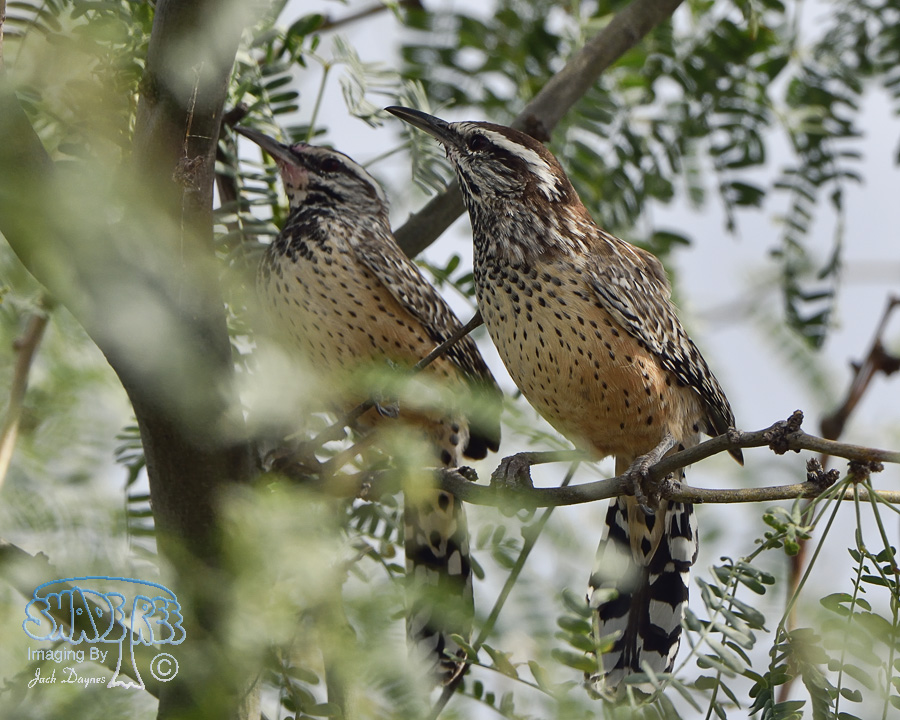 Cactus Wren - Campylorhynchus brunneicapillus
