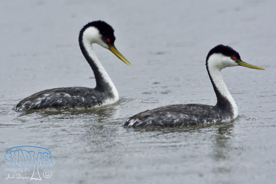 Western Grebe - Aechmophorus occidentalis