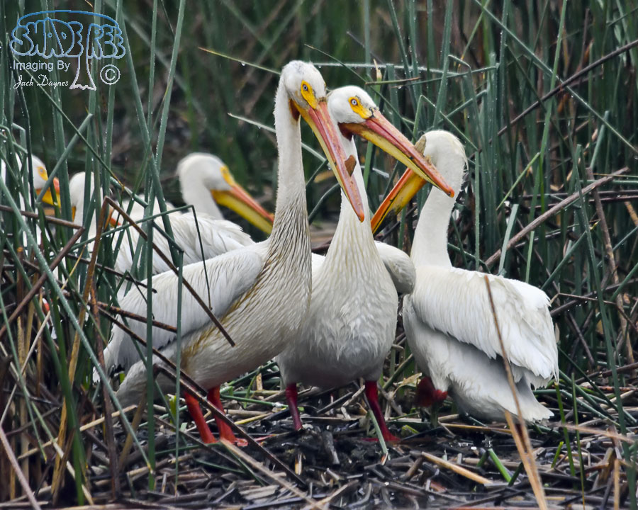 American White Pelican - Pelecanus erythrorhynchos