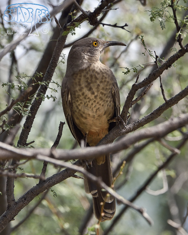 Curve-Billed Thrasher - Toxostoma curvirostre